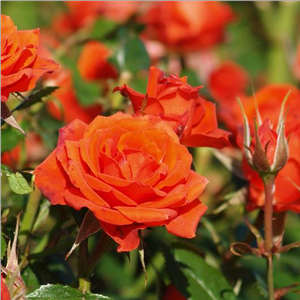 Portocaliu - portocaliu roșu - trandafir pentru straturi Floribunda